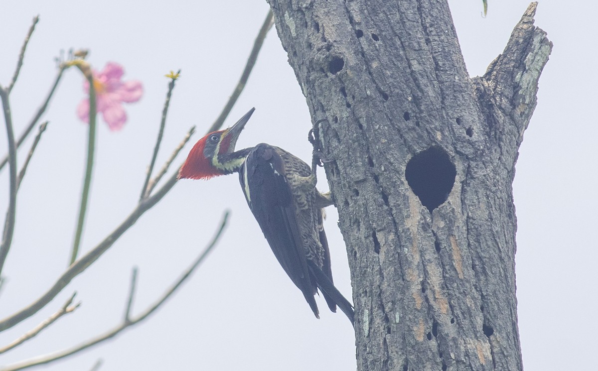 Lineated Woodpecker - Matthew Lenaghan