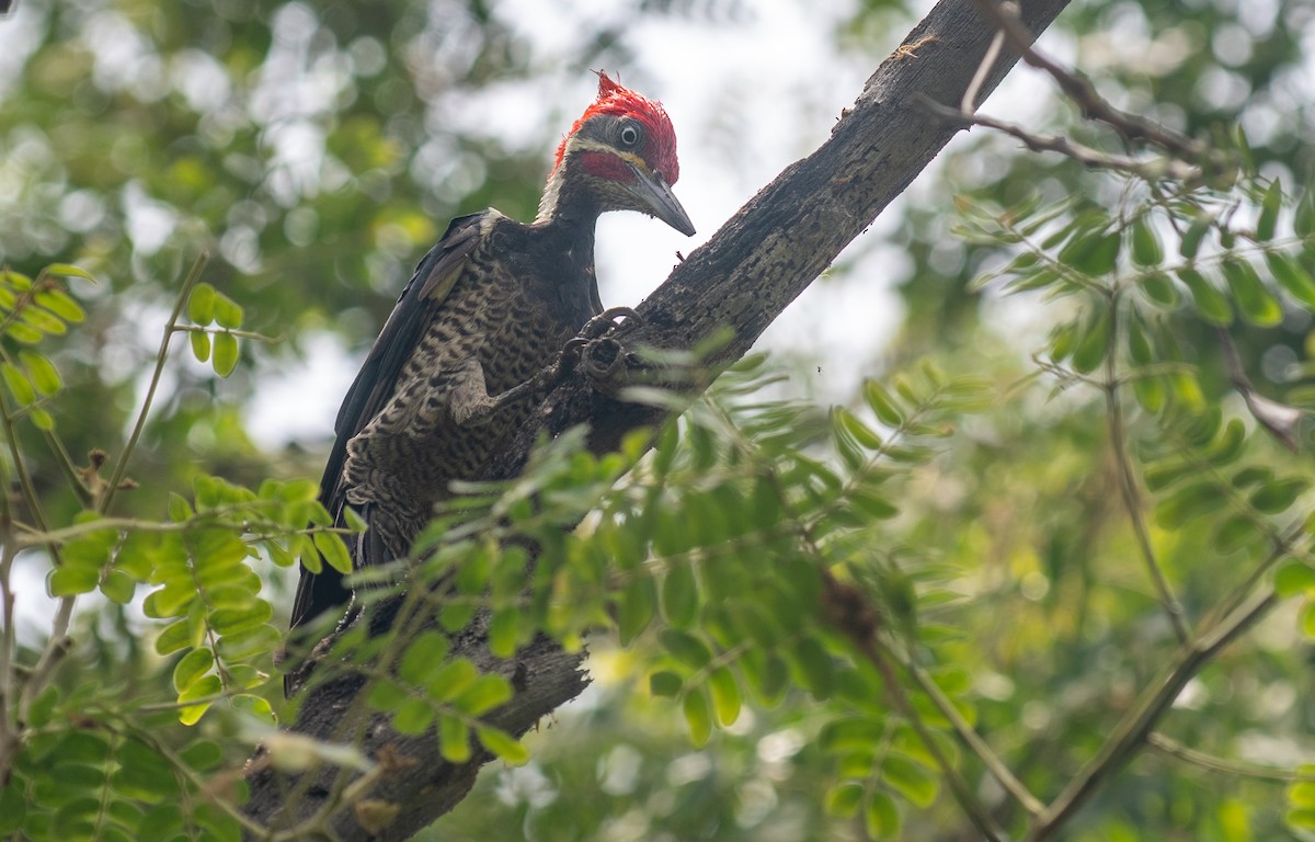 Lineated Woodpecker - ML623445113