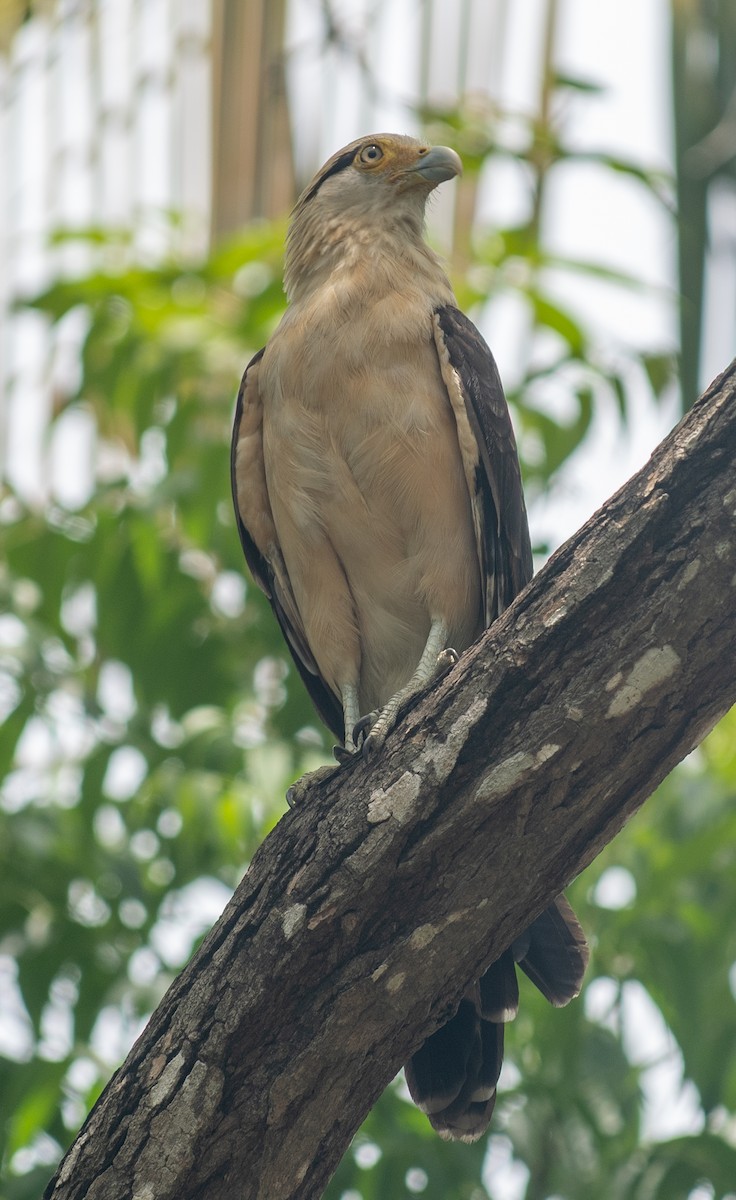 Yellow-headed Caracara - ML623445138