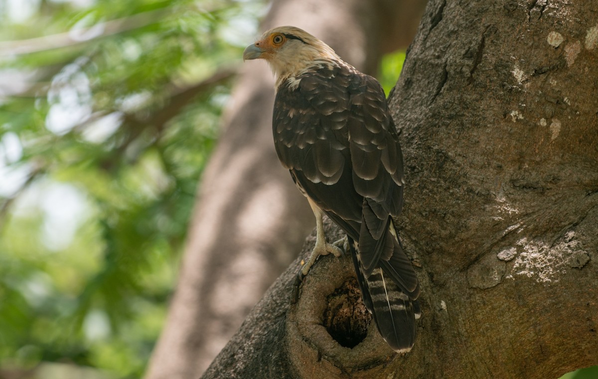 Yellow-headed Caracara - ML623445163