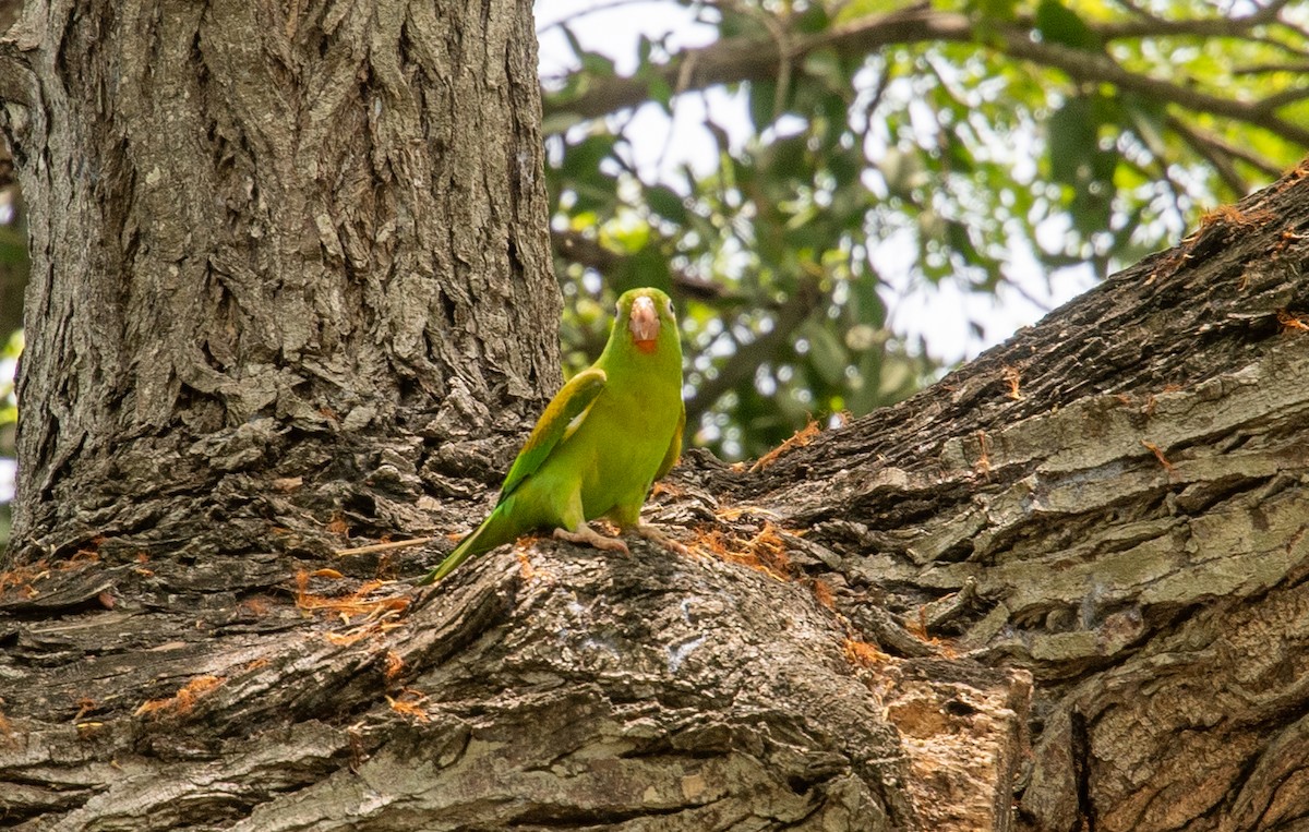 Orange-chinned Parakeet - ML623445179