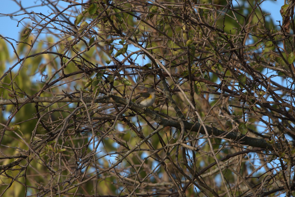 American Redstart - Jack Sullivan