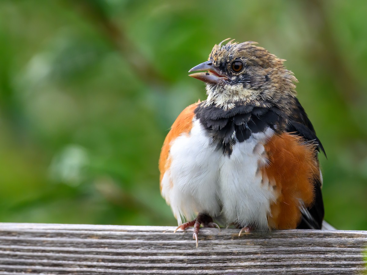 Eastern Towhee - ML623445188