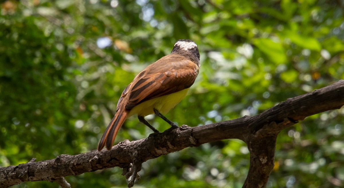 Great Kiskadee - Matthew Lenaghan