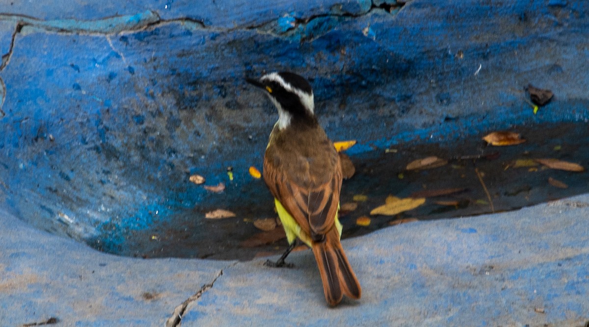 Great Kiskadee - ML623445206