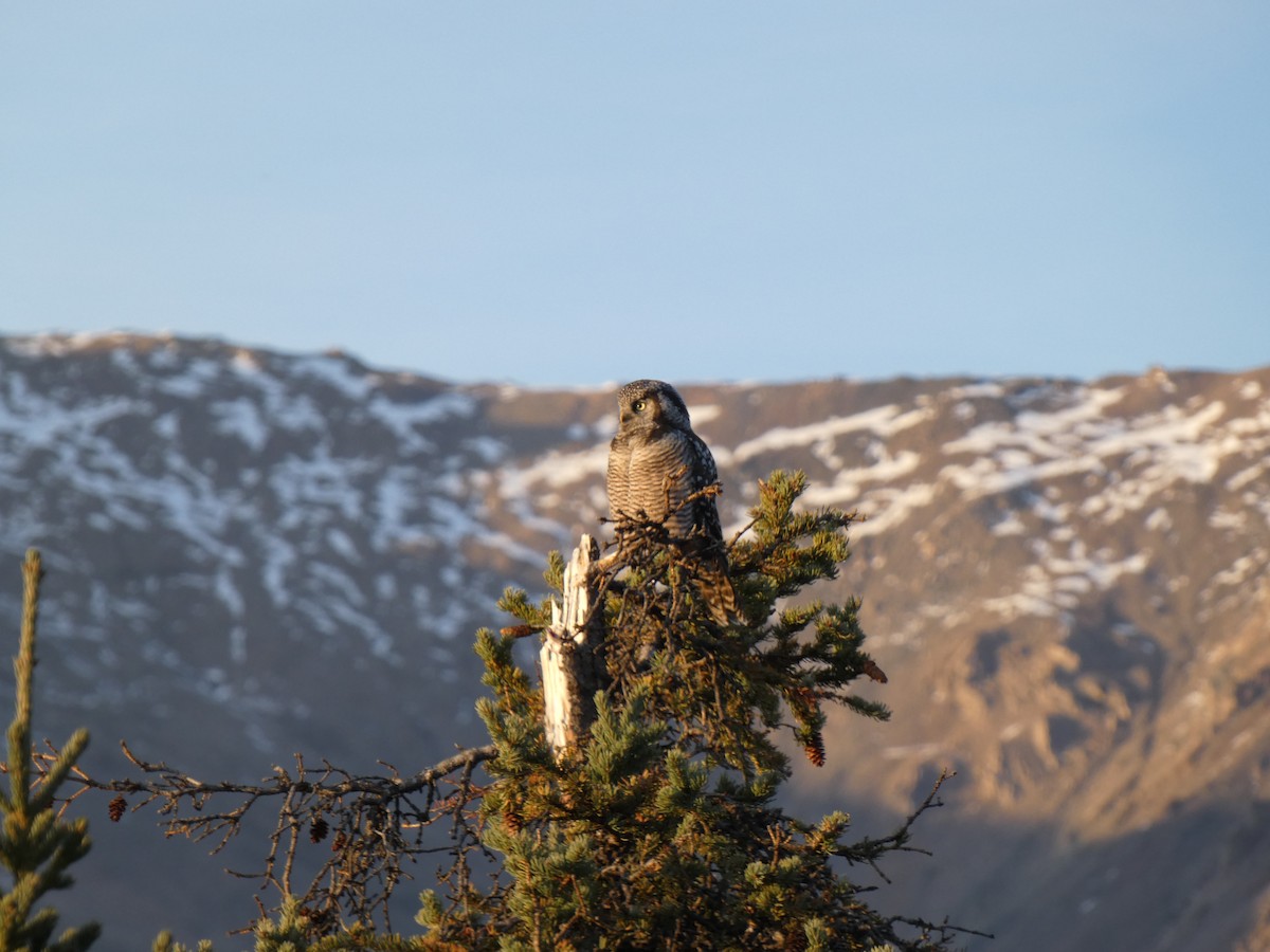 Northern Hawk Owl - ML623445232