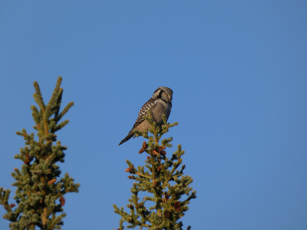 Northern Hawk Owl - ML623445233