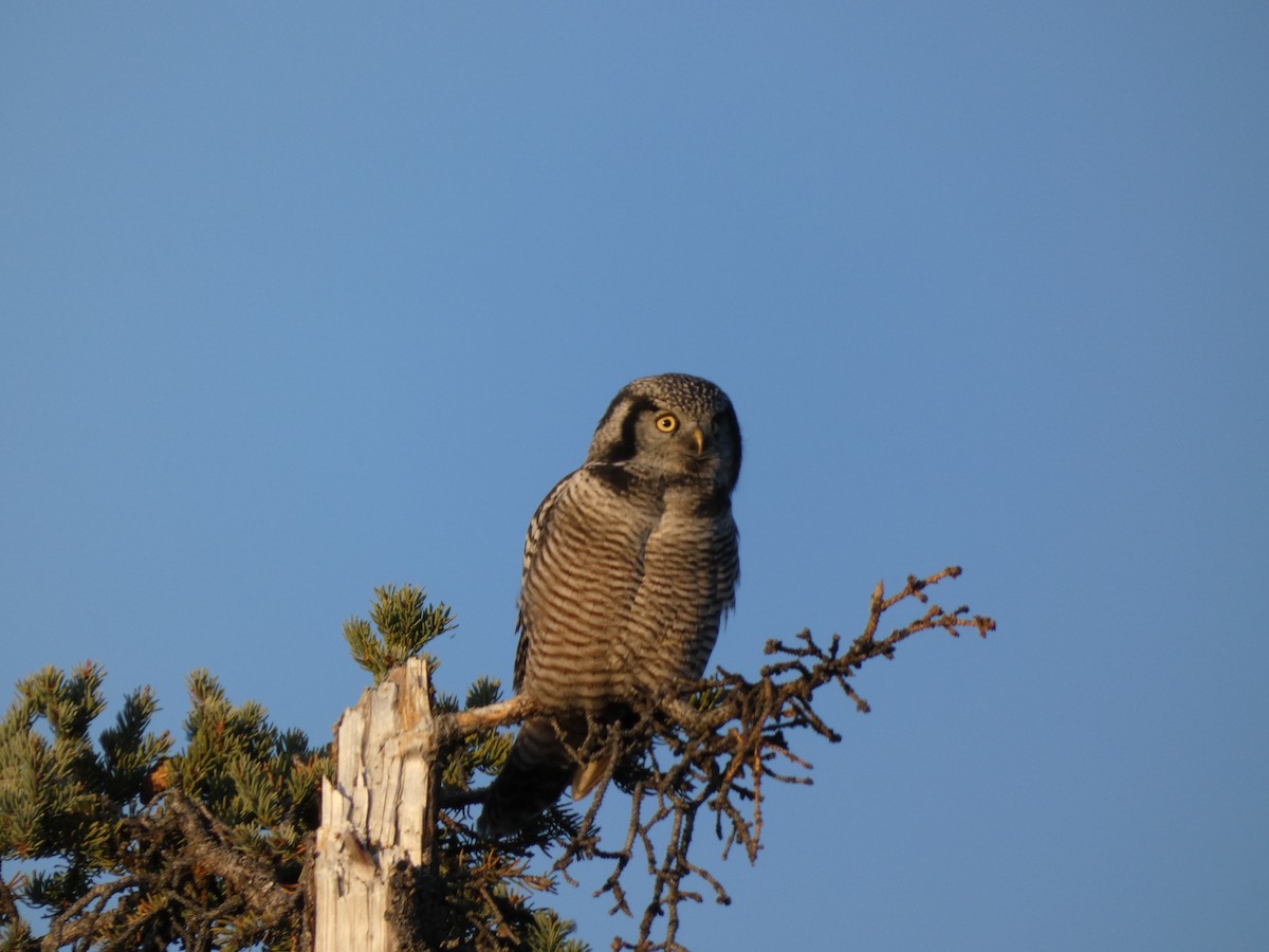 Northern Hawk Owl - Jason Chou