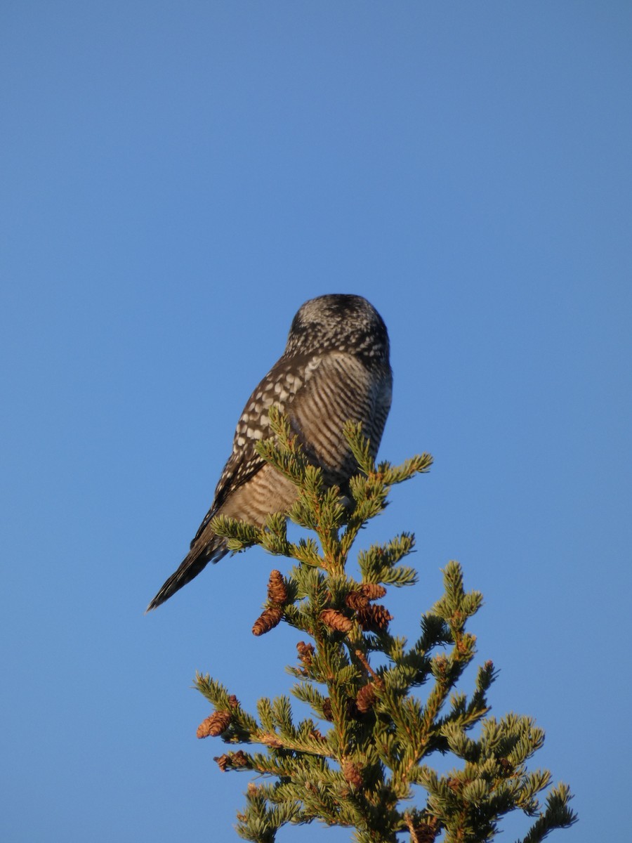 Northern Hawk Owl - ML623445235