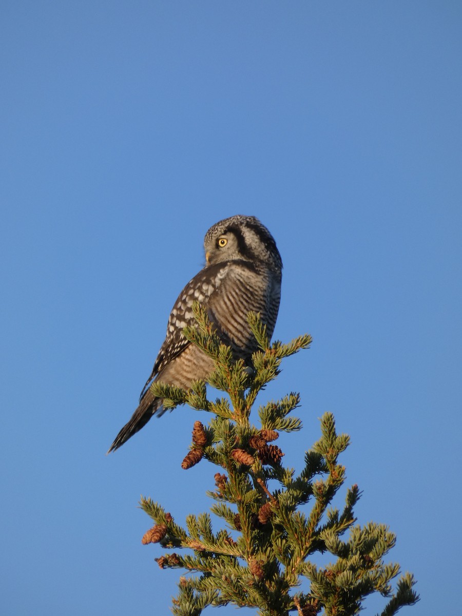 Northern Hawk Owl - ML623445236