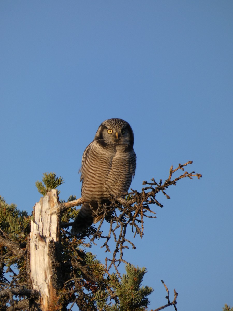 Northern Hawk Owl - ML623445237