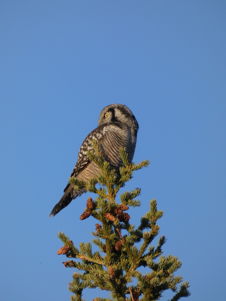 Northern Hawk Owl - ML623445238