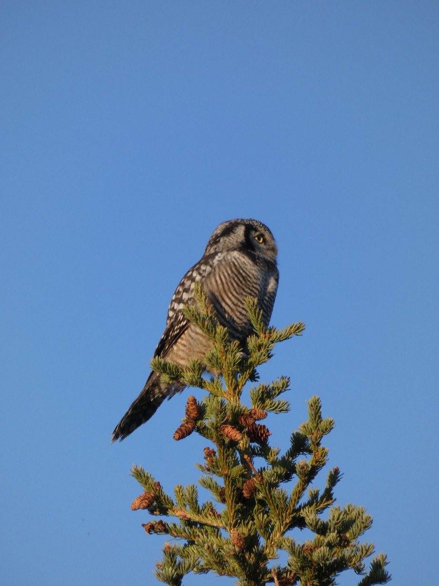 Northern Hawk Owl - ML623445239