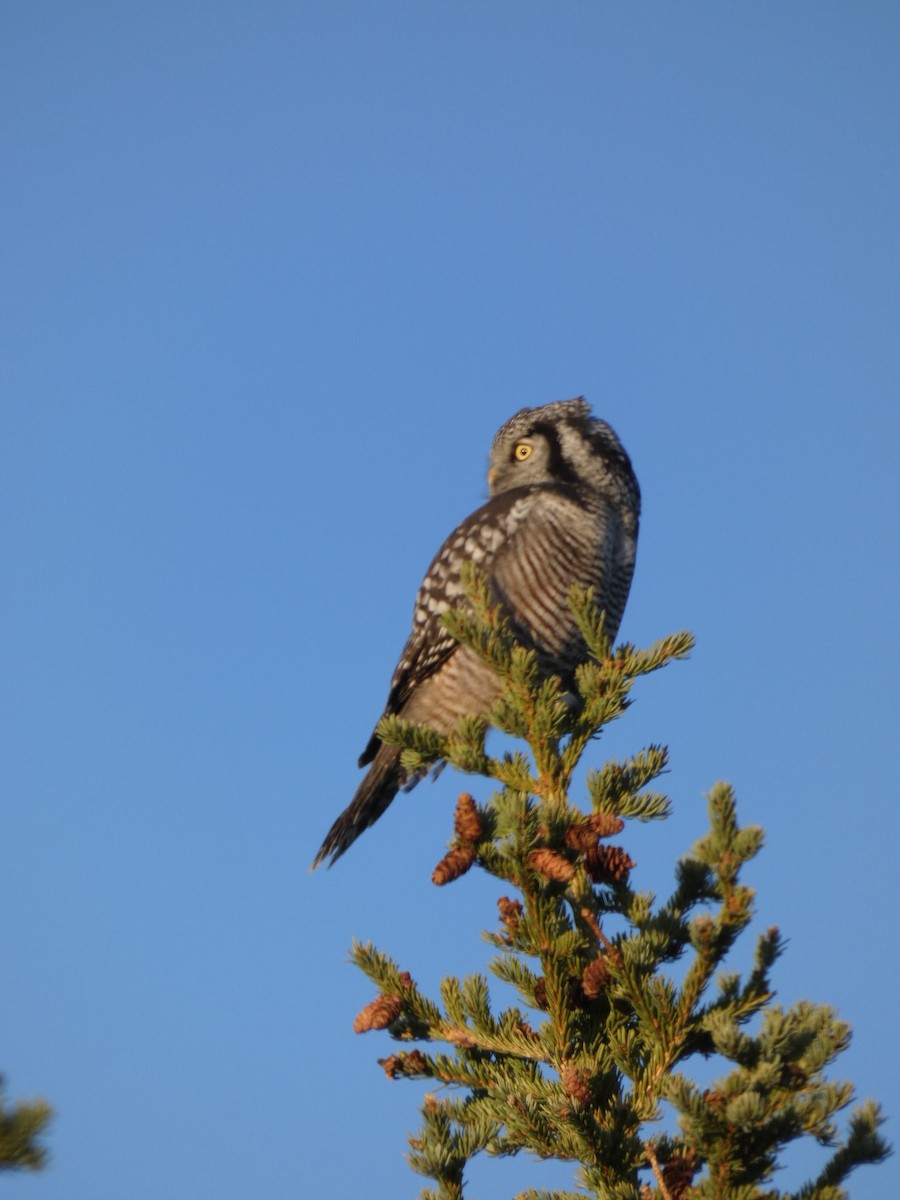 Northern Hawk Owl - ML623445240