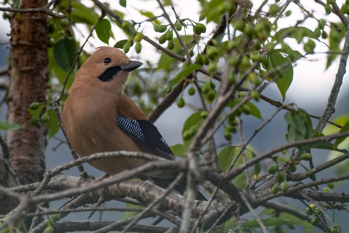 Eurasian Jay - ML623445251