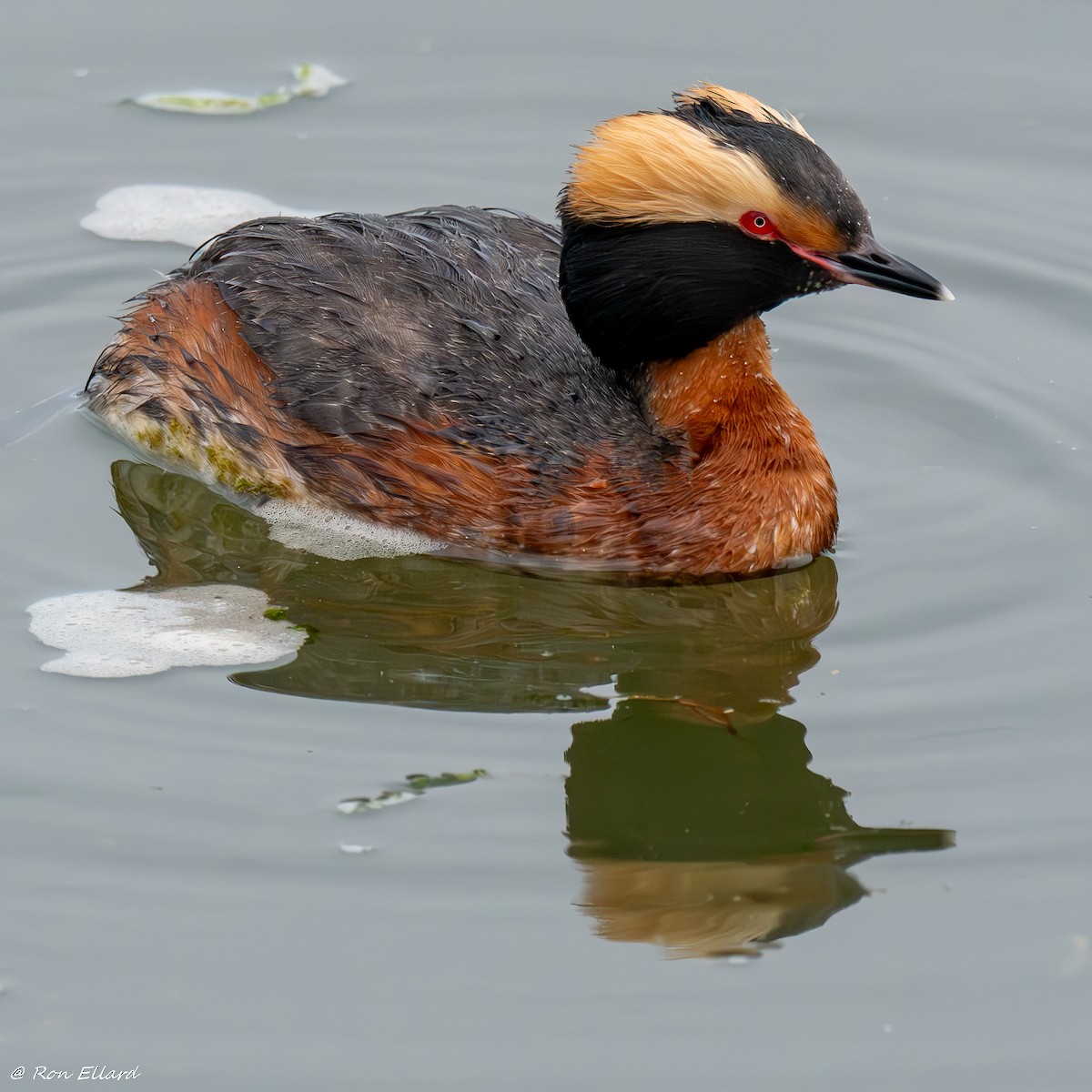 Horned Grebe - ML623445271