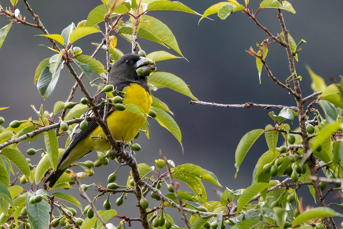 Spot-winged Grosbeak - ML623445281