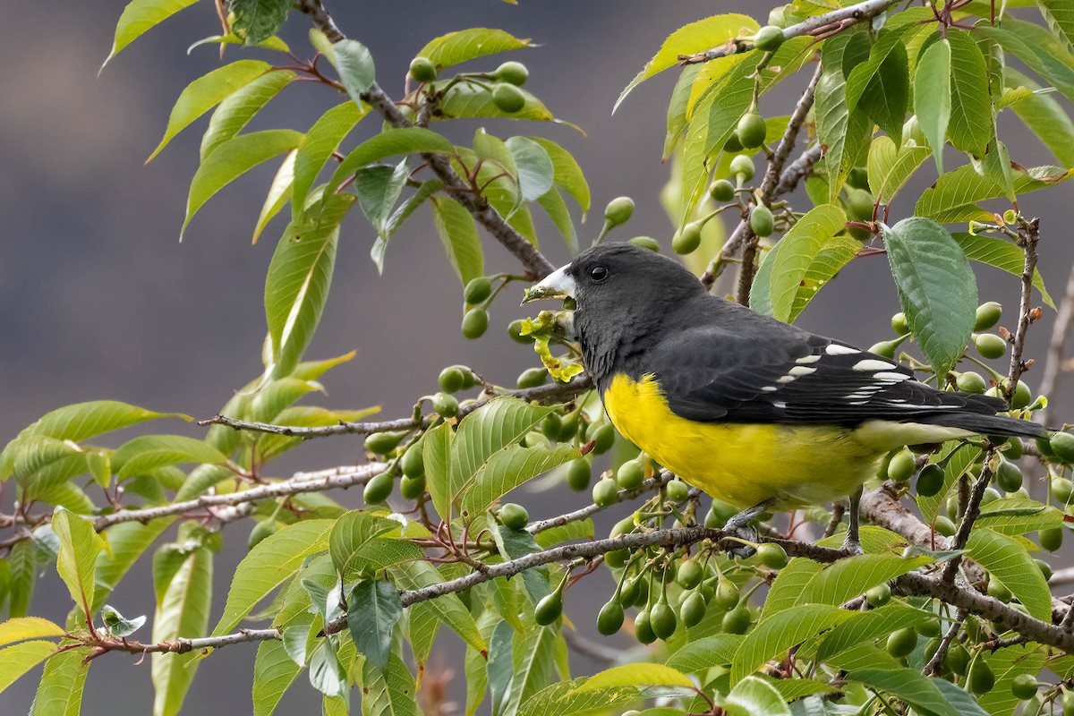 Spot-winged Grosbeak - ML623445282