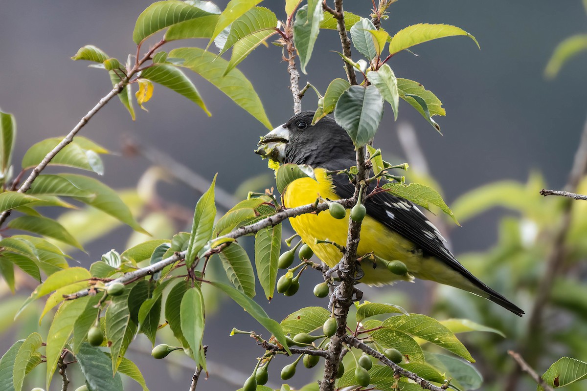 Spot-winged Grosbeak - ML623445283