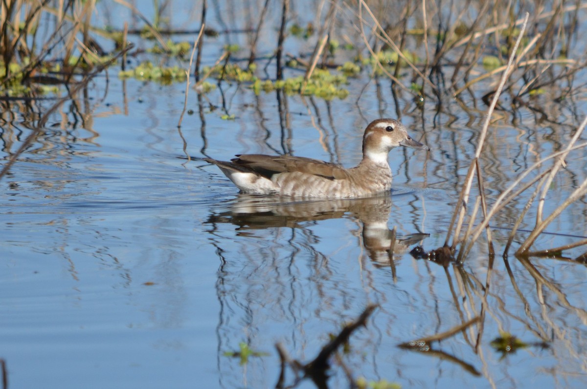 Ringed Teal - ML623445290