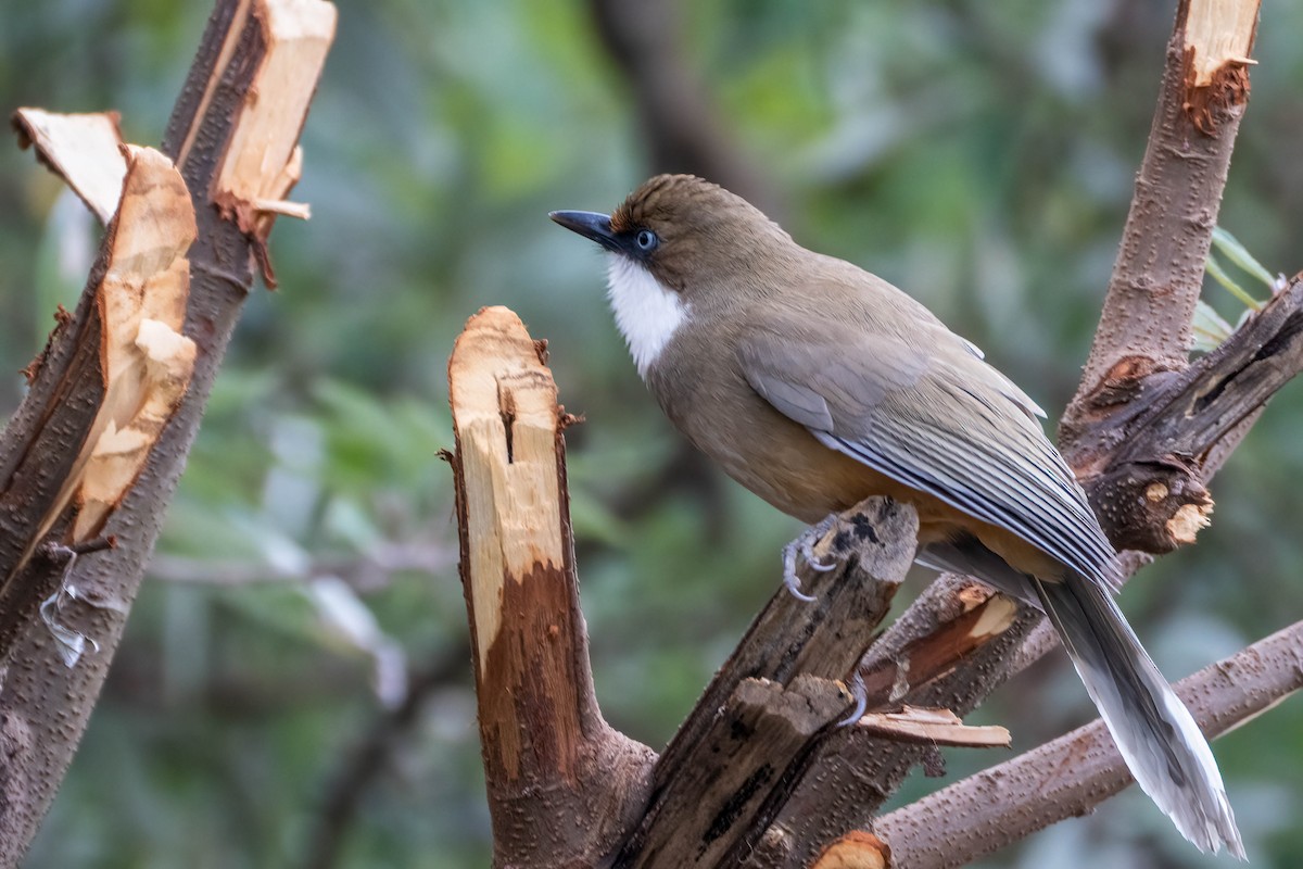 White-throated Laughingthrush - ML623445294