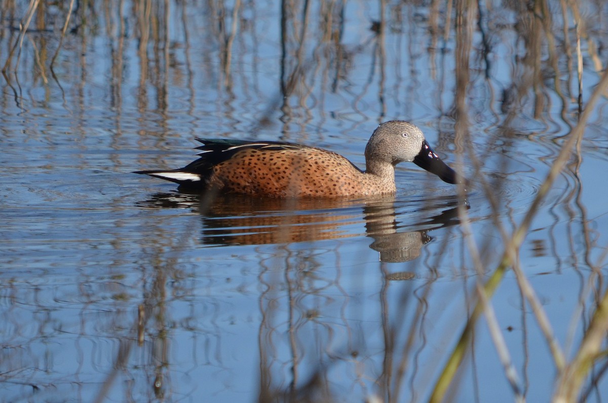 Red Shoveler - ML623445317