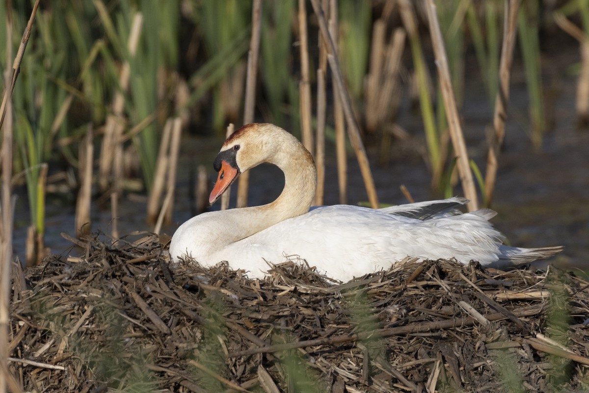 Mute Swan - ML623445341