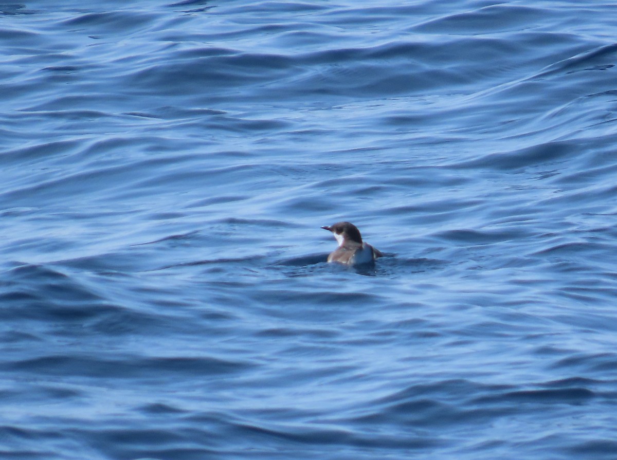 Craveri's Murrelet - ML623445353