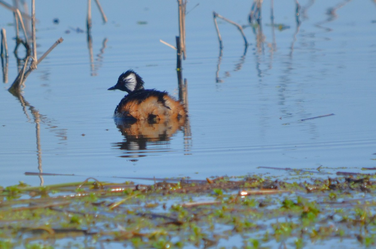 White-tufted Grebe - ML623445355