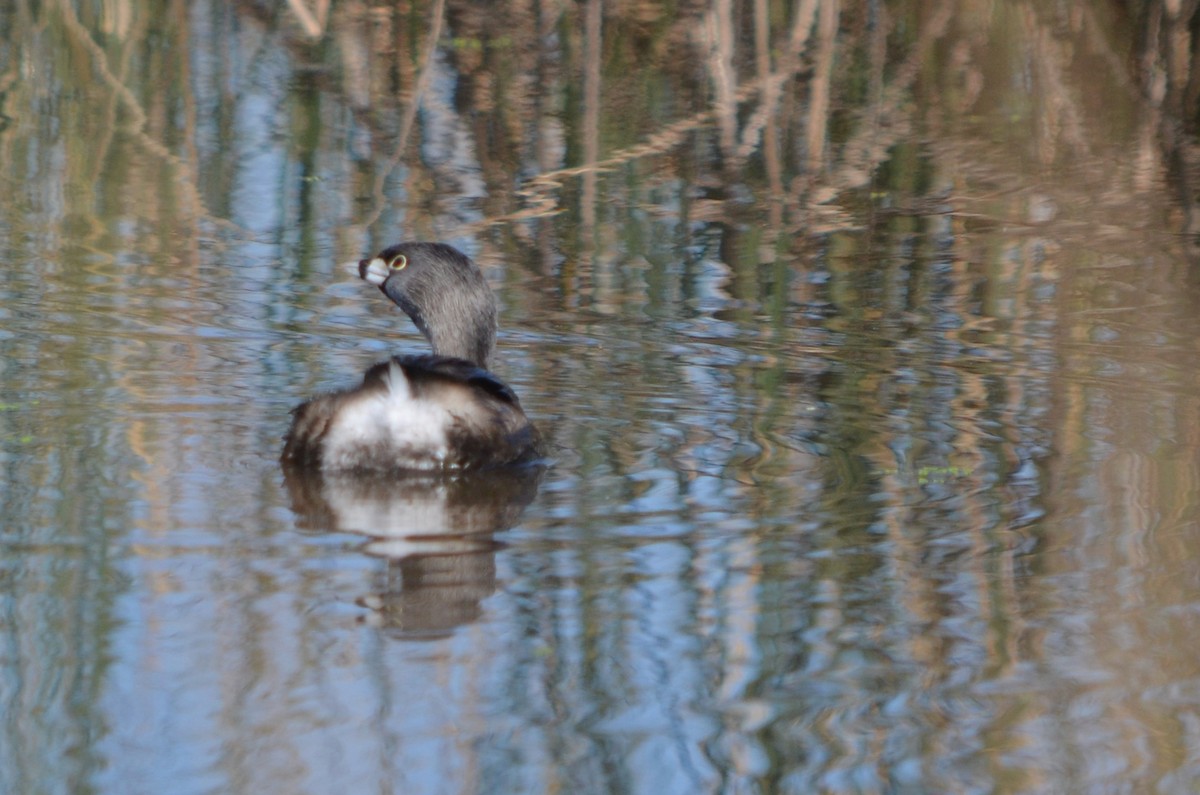 Pied-billed Grebe - ML623445382