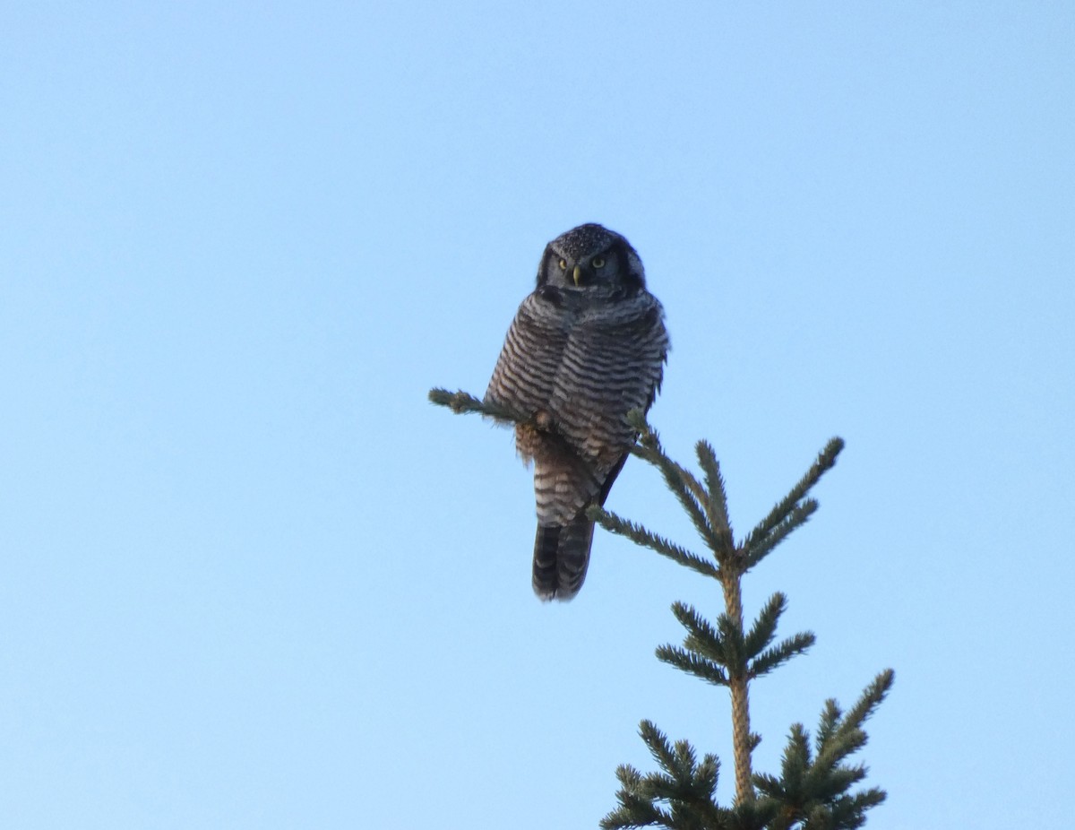 Northern Hawk Owl - ML623445391