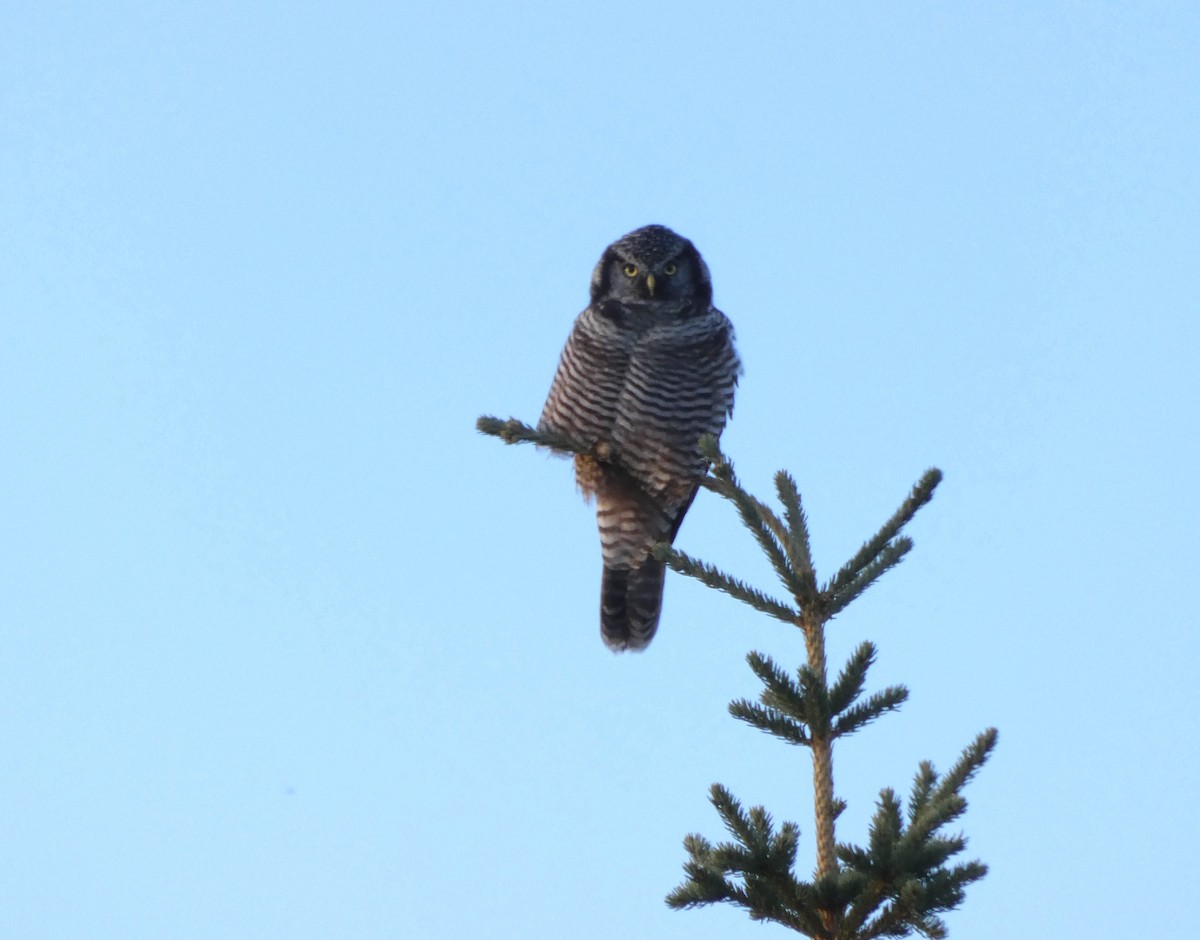 Northern Hawk Owl - ML623445392