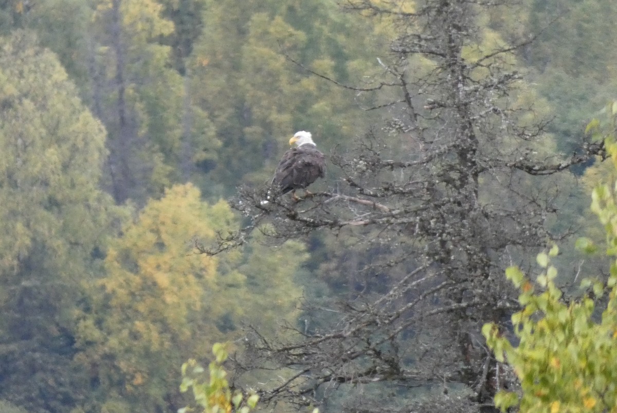 Bald Eagle - ML623445430