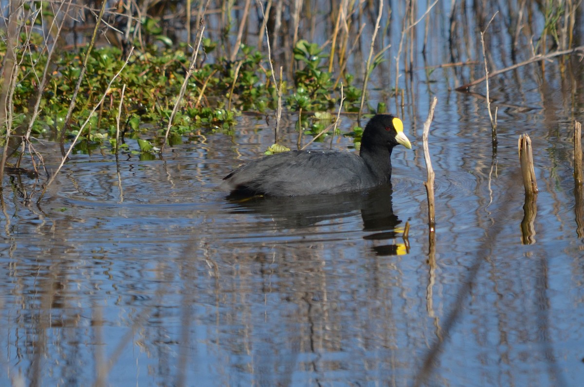 White-winged Coot - ML623445433