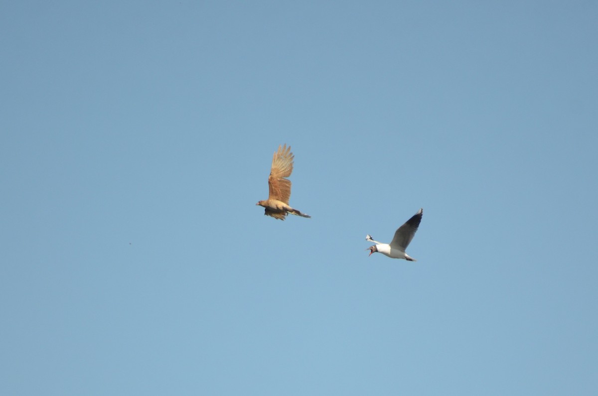 Brown-hooded Gull - ML623445456