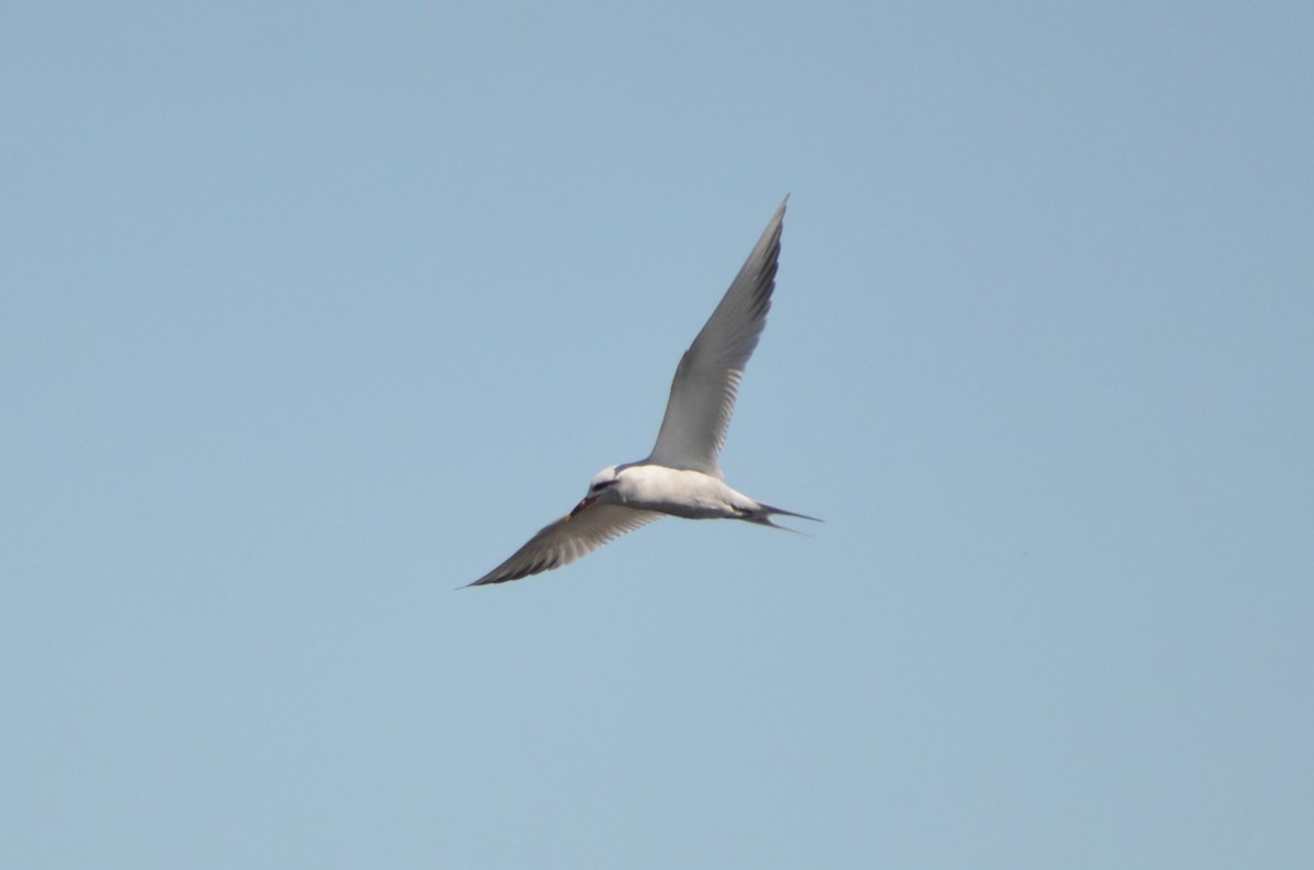 Snowy-crowned Tern - ML623445462