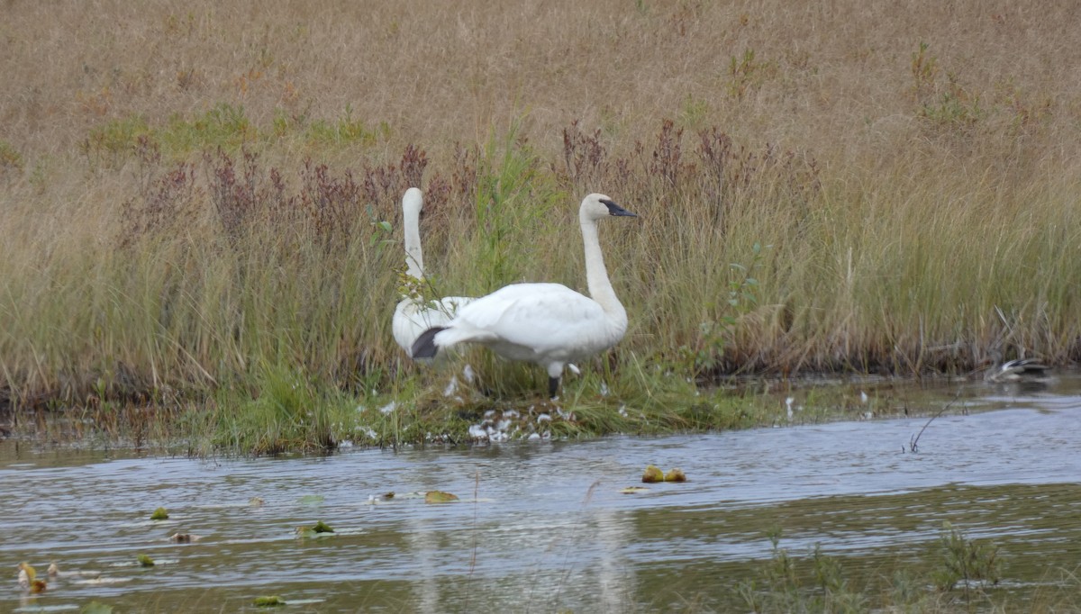 Trumpeter Swan - ML623445463