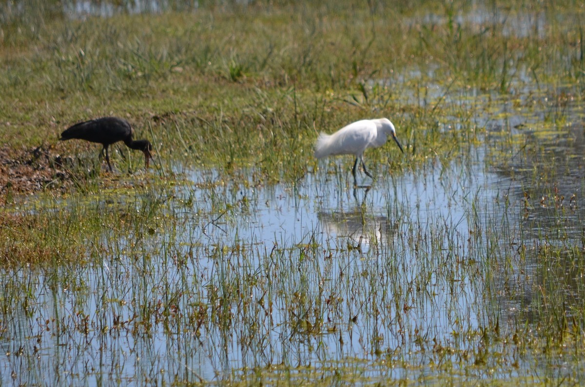 Snowy Egret - ML623445485