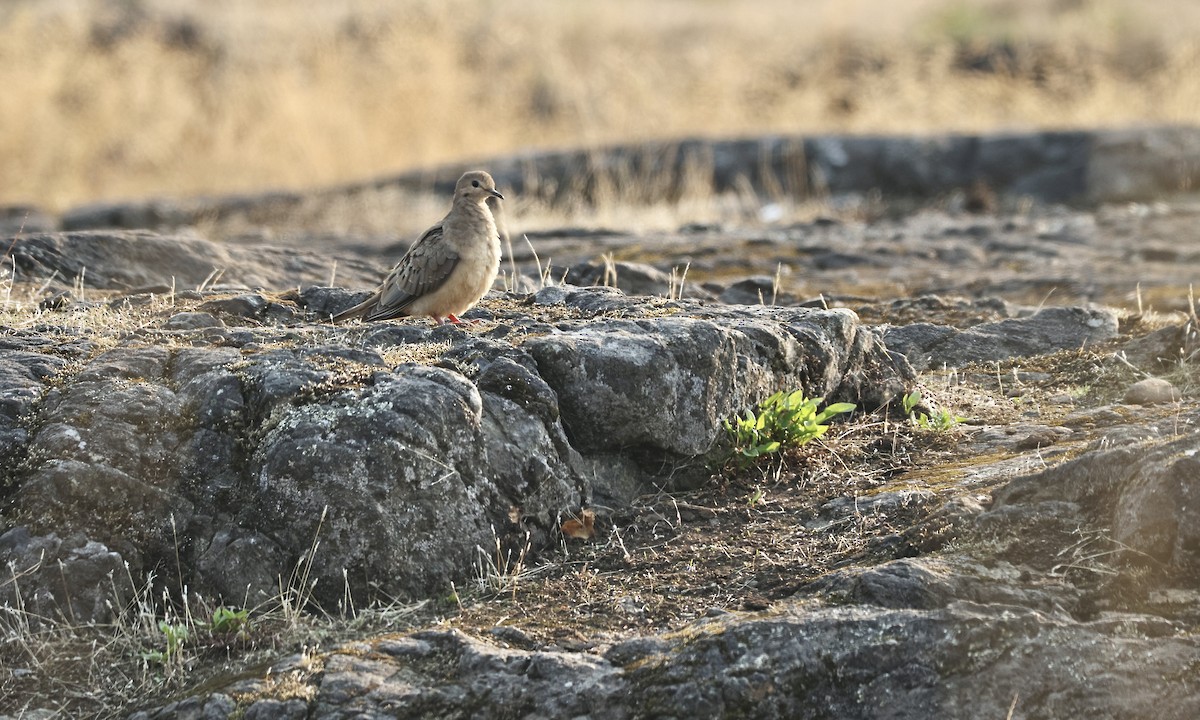 Mourning Dove - ML623445487