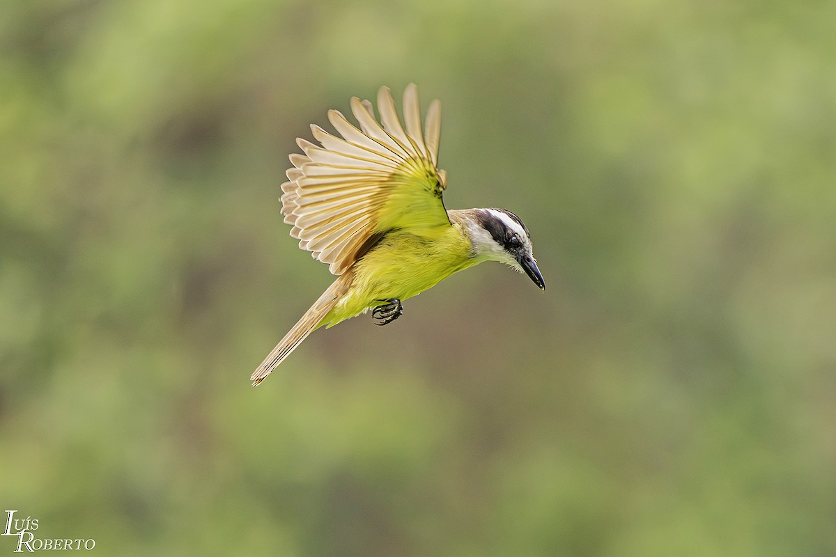 Great Kiskadee - ML623445488