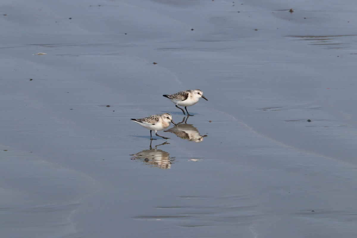 Sanderling - ML623445493