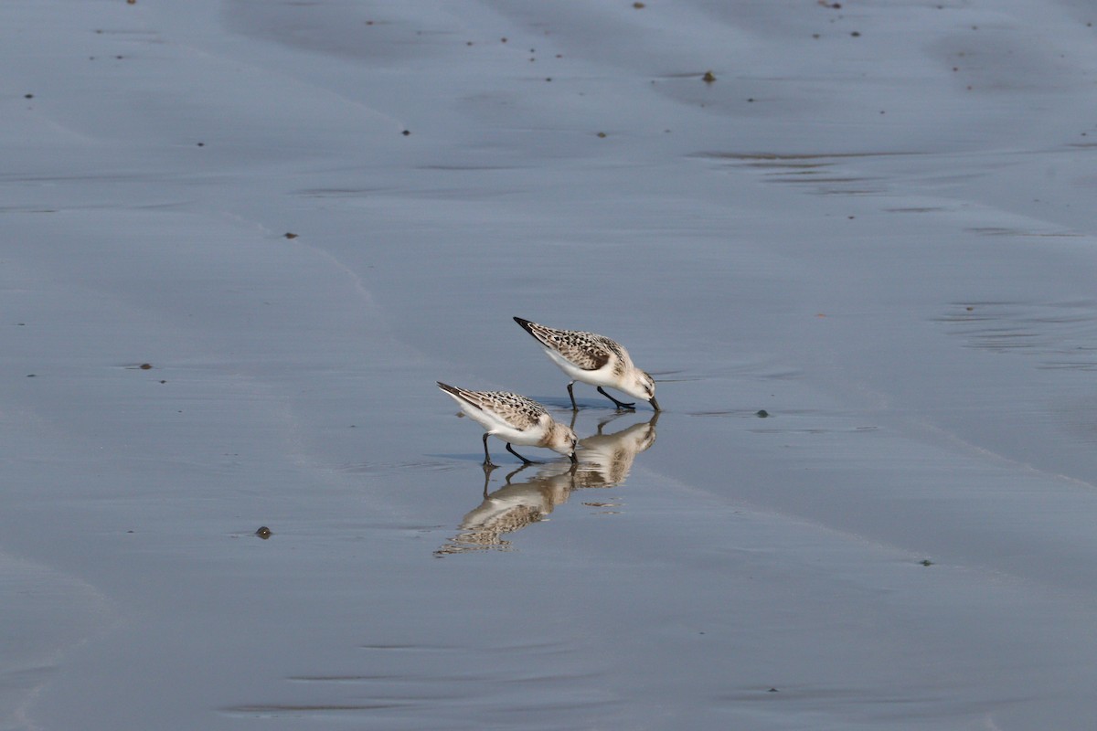 Sanderling - ML623445495