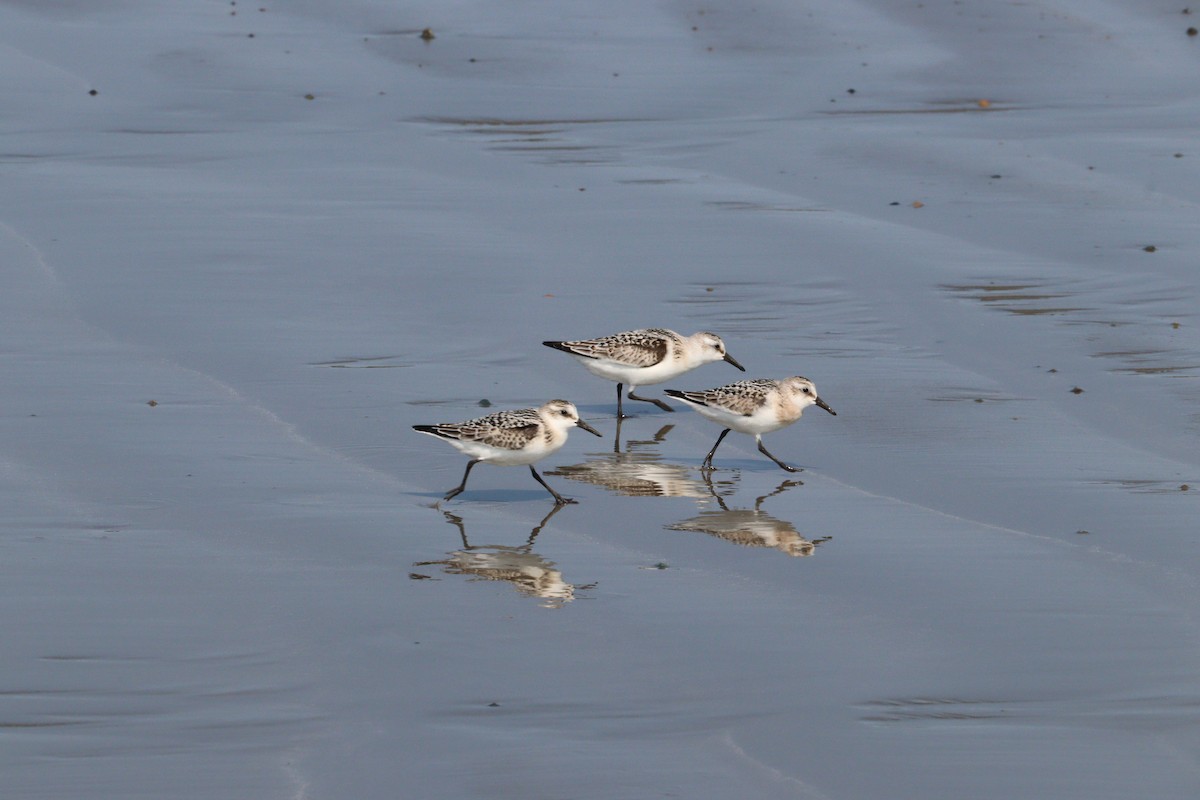 Sanderling - Philip Nearing