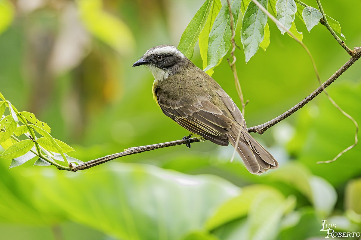 Social Flycatcher - ML623445500