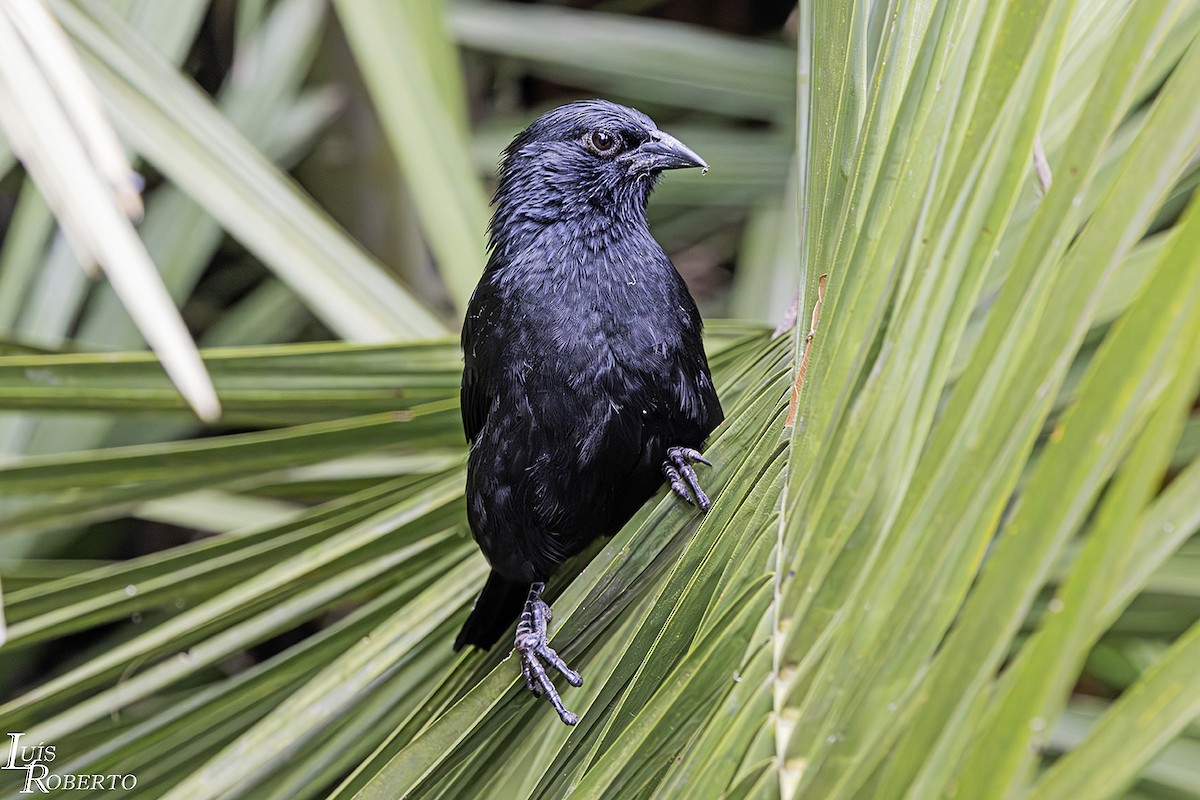 Chopi Blackbird - Luis Roberto da Silva