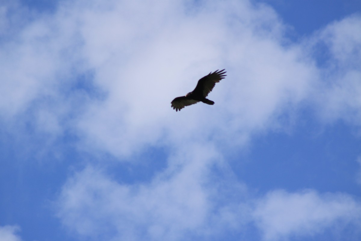 Turkey Vulture - Mathieu Briand