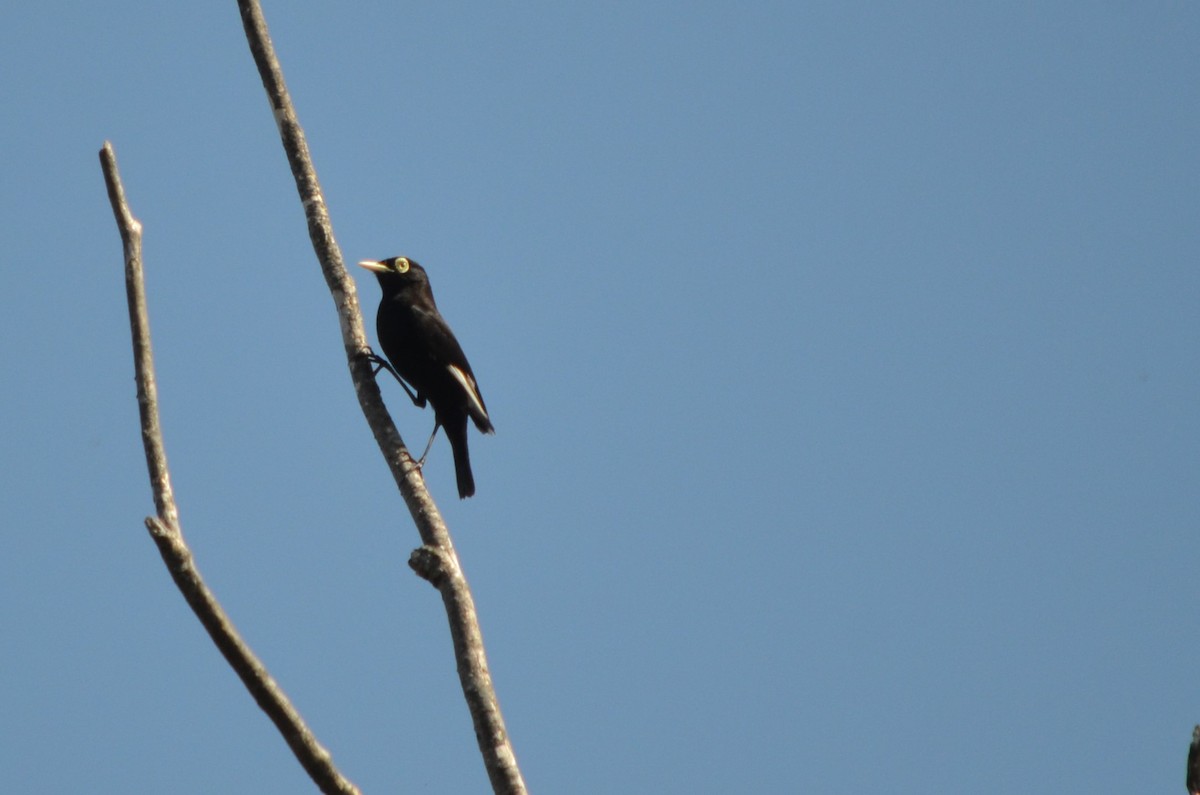 Spectacled Tyrant - ML623445529