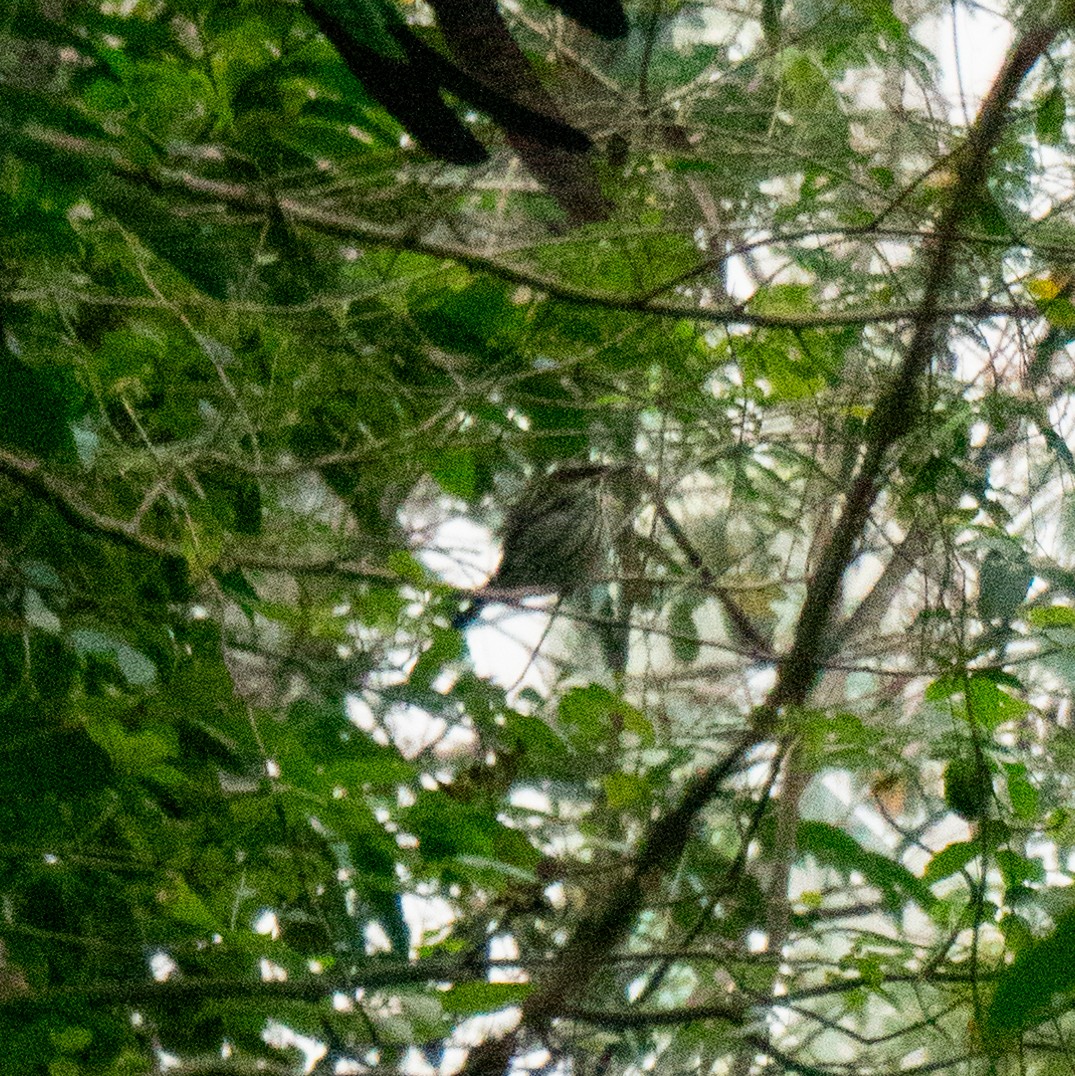 Streaked Flycatcher - ML623445534