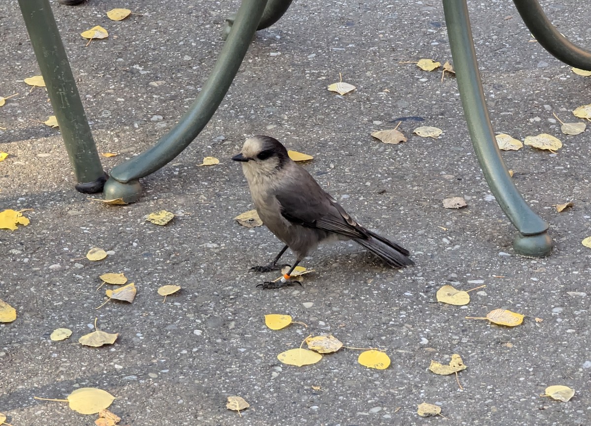 Canada Jay - ML623445543