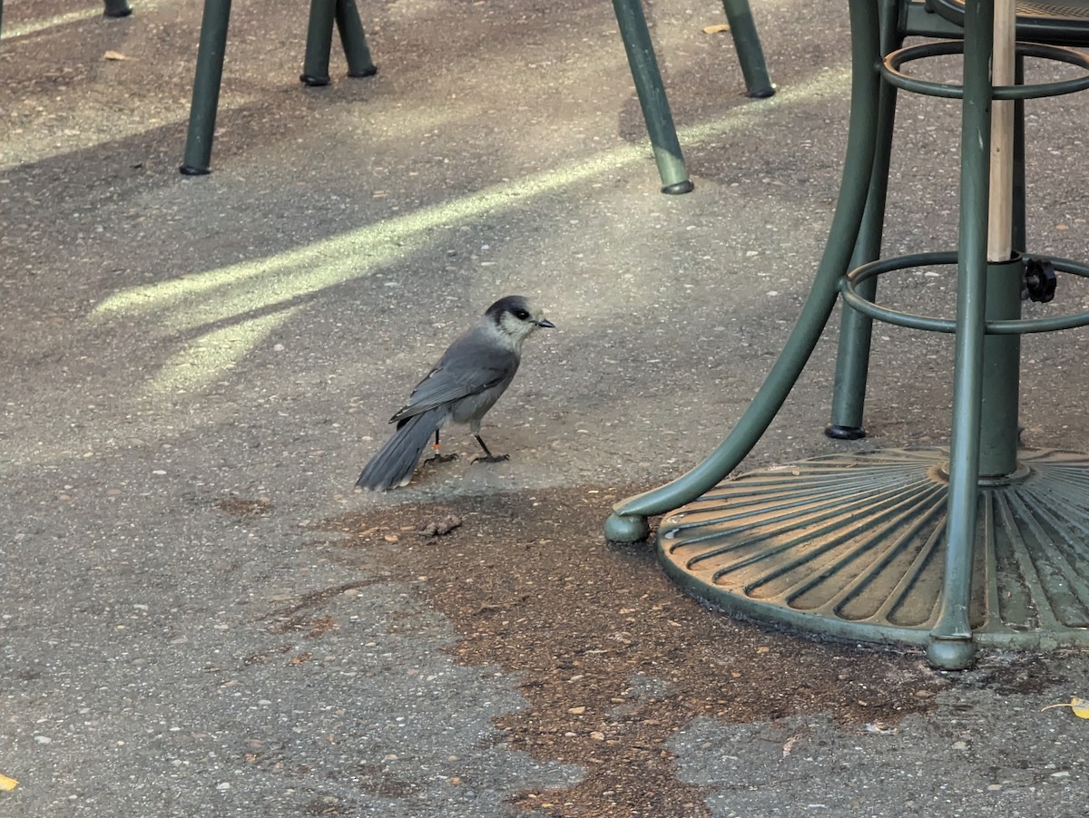 Canada Jay - ML623445544